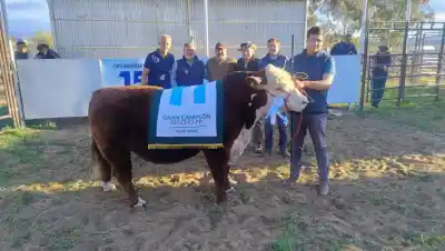 El gran campeón Angus del Alto Valle salió de un mismo campo: los dueños y todos los ganadores de la jura en Roca