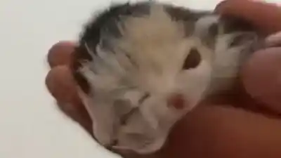 Nació en Rivadavia un gatito que parece tener "dos caras": el video que sorprendió a todos