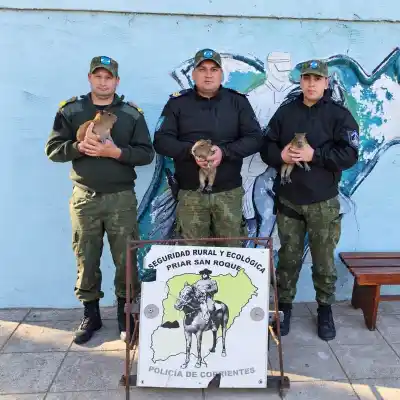 Ofrecía tres carpinchos jóvenes en redes y la policía terminó tocando una puerta en Rosado Grande