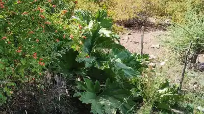 La planta de hojas gigantes que es medicina, tintura y tesoro del norte neuquino