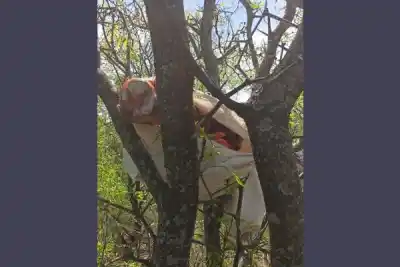 Faenaron una vaca de $3 millones en Añatuya: los rastros los llevaron directo a una casa
