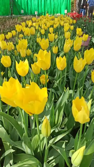 Villa Rumipal se queda sin su jardín de tulipanes: los 80 mil ejemplares que deslumbran a todos
