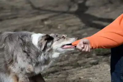 El número gratuito que usan en Comodoro para frenar el maltrato animal