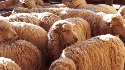 El campo argentino logró un rebote histórico en las exportaciones de lana: los números que sorprenden