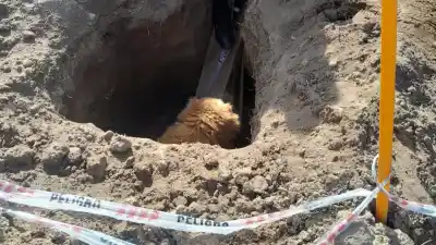 Un golden cayó en una excavación para el gas y quedó aullando: el rescate que movilizó a la Policía de Plottier