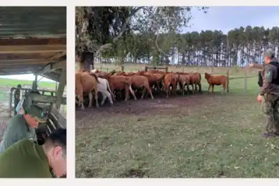 Deambulaban 41 vaquillas por un campo de Corrientes: cómo terminó todo