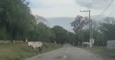 Caballos sueltos en la Ruta 9: la advertencia que puede salvarte en La Calderilla