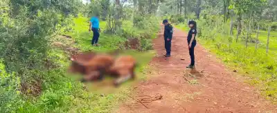 Un cable caído en el suelo terminó con dos caballos muertos en Itacaruaré