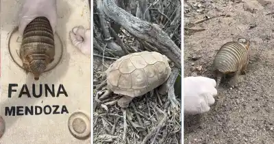 Cazaban piches y tortugas para venderlos: lo que encontraron adentro de la camioneta frenó todo