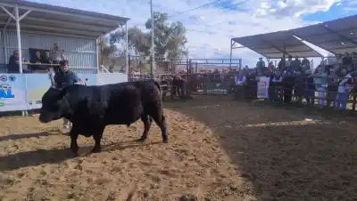 El Gran Campeón Angus que salió sin ofertas y volvió para firmar la mejor venta de la Expo del Alto Valle