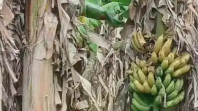 El video que muestra el drama de los bananeros de Laguna Naineck y el pedido urgente a las autoridades