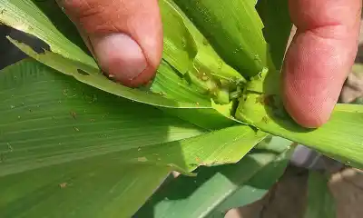 El gusano cogollero desata una alerta en el NEA: productores chaqueños ya hicieron tres aplicaciones y no logran frenarlo