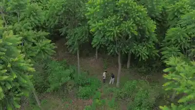 Compró tierras en Tucumán y Formosa y algo inesperado empezó a crecer entre los árboles plantados