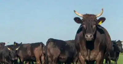 Mendoza quiere dejar de mandar sus terneros a Córdoba: la apuesta que ilusiona al campo