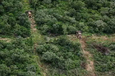 Tucumán perdió 37 mil hectáreas de árboles: la causa no es la que todos imaginan