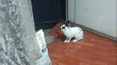 El conejo Vainilla arañó la puerta de la cocina y su dueña, una jueza, se topó con un ladrón
