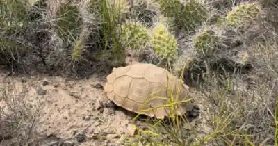 Rescataron piches y tortugas del tráfico ilegal: dónde los liberaron y por qué el lugar no es casual