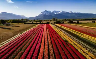 Patagonia en flor: el campo que empezó con 100 bulbos y hoy espera millones de tulipanes