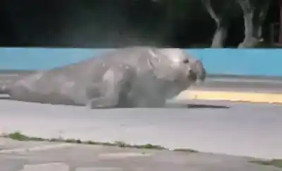 Un elefante marino de dos toneladas apareció en la playa y la Policía tuvo que intervenir