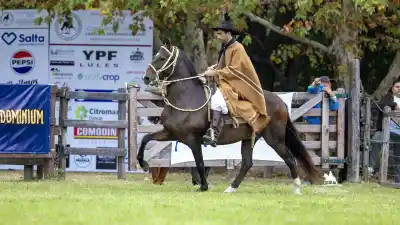 Jujuy se prepara para tres días a puro Caballo Peruano de Paso: lo que nadie se quiere perder