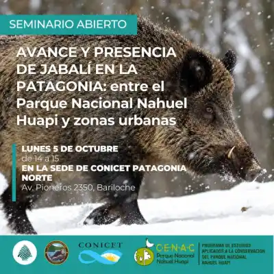 El jabalí avanza sobre Bariloche: especialistas se reúnen para analizar su expansión