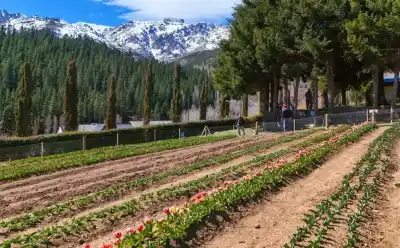 Huinganco plantó 16.600 tulipanes: el campo que se prepara para una postal única en primavera