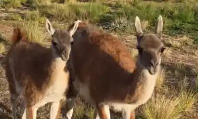 Un guanaco en rehabilitación fue baleado en una estancia: el cuidador se topó con dos cazadores armados