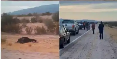 Dos caballos se cruzaron en la ruta: el patrullero no pudo esquivarlos y terminó destruido