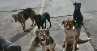 La Justicia les da 25 razones para vaciar el Parque Industrial de Chimbas: cachorros de dos meses, sin lugar a dónde ir