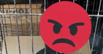Un tucán llegó al refugio con el pico partido y el barrio no lo pudo creer: "No lo merecía"