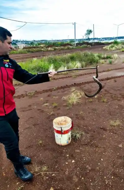 Cortaba el pasto en Itaembé Guazú y entre la maleza apareció una yarará crucera