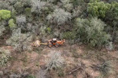 Tucumán perdió 37.000 hectáreas de bosque en una década: los tres departamentos que concentran el golpe