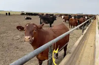 El pedido irlandés que puso a la carne argentina en la mira: qué encontraron en 27 feedlots