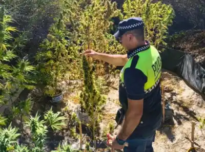 Descubren plantación oculta en el monte tras una hora de rastreo