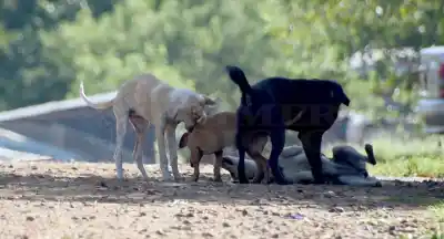 Van 848 castraciones y la Fundación Tu mascota pide una mano para no frenar