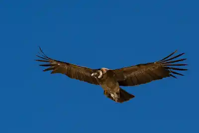 Un cóndor andino apareció en La Pampa y el dato que nadie esperaba