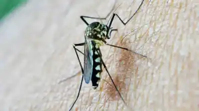 Aumentan casos de chikungunya en la provincia mientras autoridades refuerzan controles sanitarios
