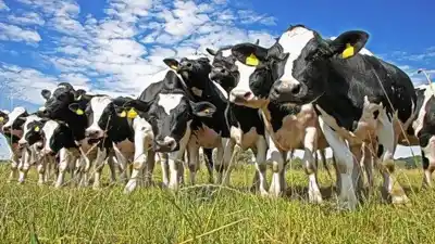 Los corrieron a campo abierto y 18 vaquillonas terminaron muertas: qué encontró el productor cuando llegó