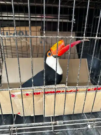 Le quebraron el pico a un tucán en Embarcación y estallaron las redes: "El humano, la peor especie"