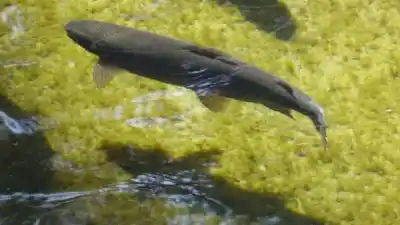 El predio de Plottier que fue estación de bombeo, criadero de peces y escuela: ahora cumple 85 años