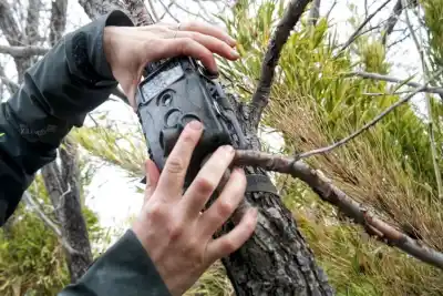 Instalan cámaras trampa en Copahue para seguirle el rastro al Monito del Monte