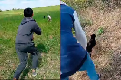 Filmaron cómo golpeaban, arrastraban y azotaban a un gatito en General Ramírez: la Justicia ya investiga