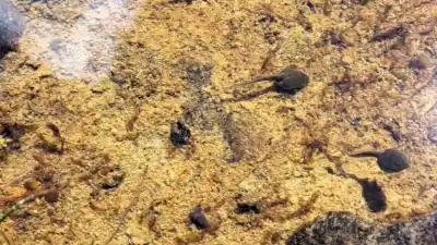 Un guardaparque buscaba un alga invasora y encontró algo que nadie había visto en Los Glaciares