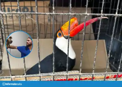 El pico de un tucán no es lo que parece: qué le pasa al animal cuando se le rompe