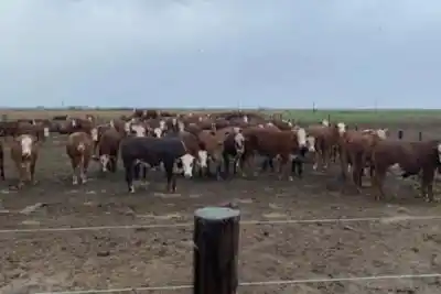 El campo correntino donde aparecieron menos vacas de las que debería haber