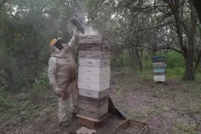 Sacrificaron una parte mínima de cada abeja y el resultado cambió lo que se sabía de las colmenas santiagueñas