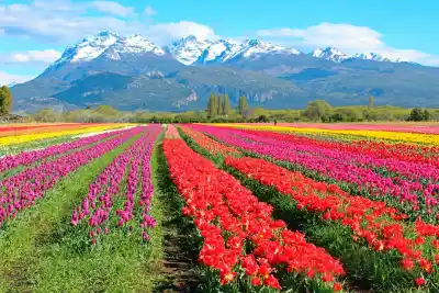 Un millón de tulipanes tiñen la Cordillera: la temporada arranca con un dato que define tu visita