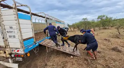 La ruta 28 amaneció con 15 vacunos sueltos y un operativo que terminó en la Caballería