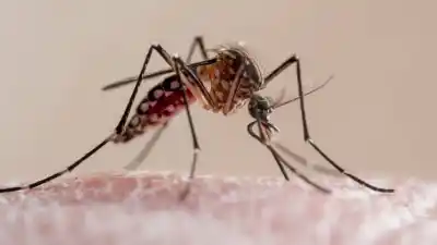 Posadas no espera al mosquito: el operativo que ya rastrea dónde se esconde