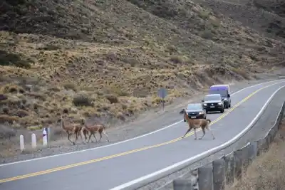 Atropelló a un animal en la ruta: por qué ahora investigan hasta los pelos que quedan en el asfalto